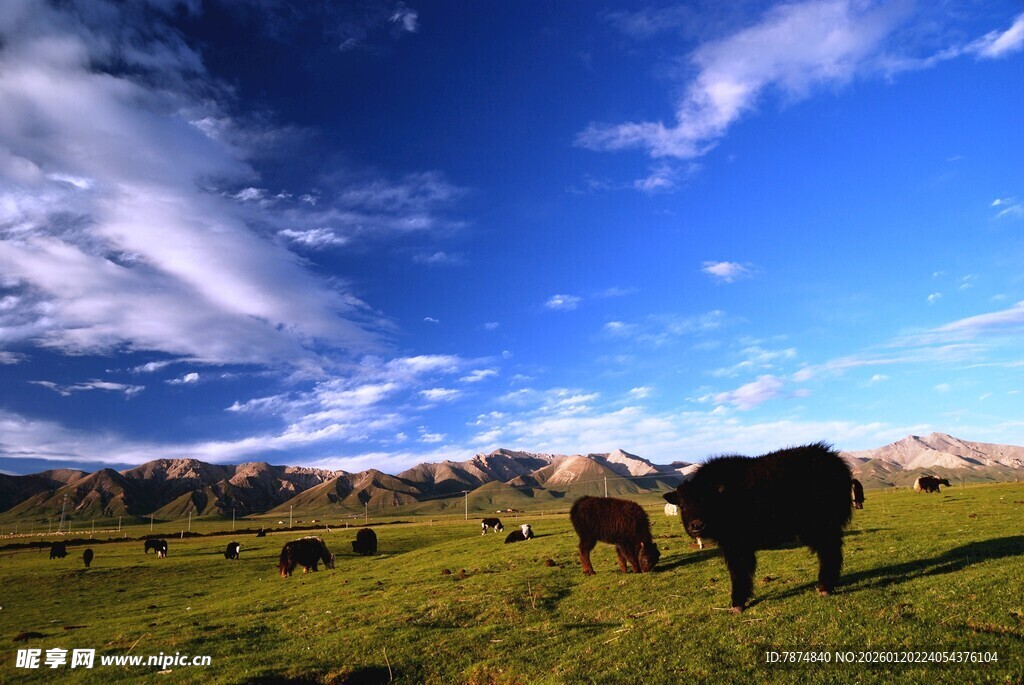 草原上的悠闲牛群