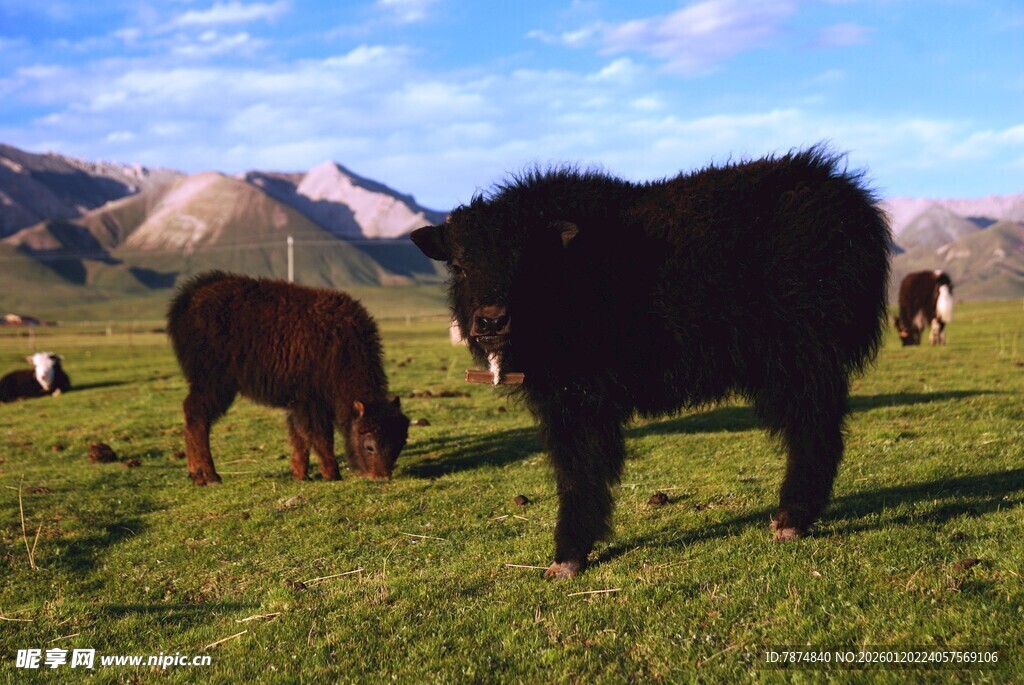 草原上的牛群