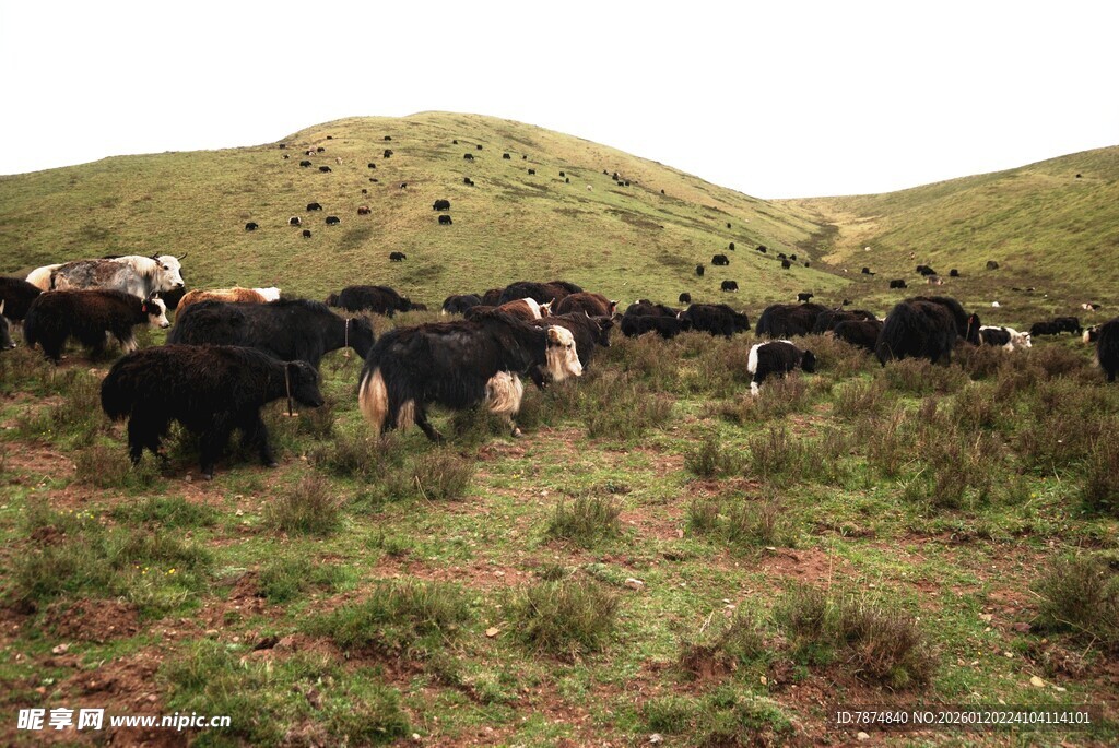 草原上的牛群