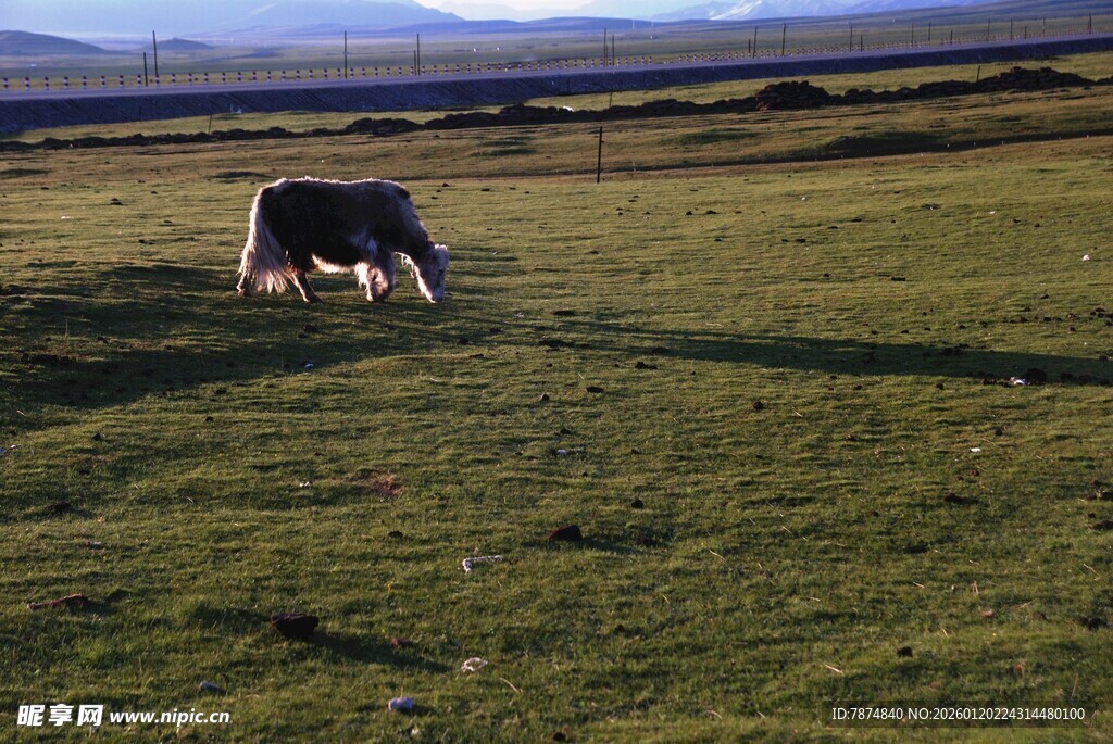 草原上的牛在悠闲吃草