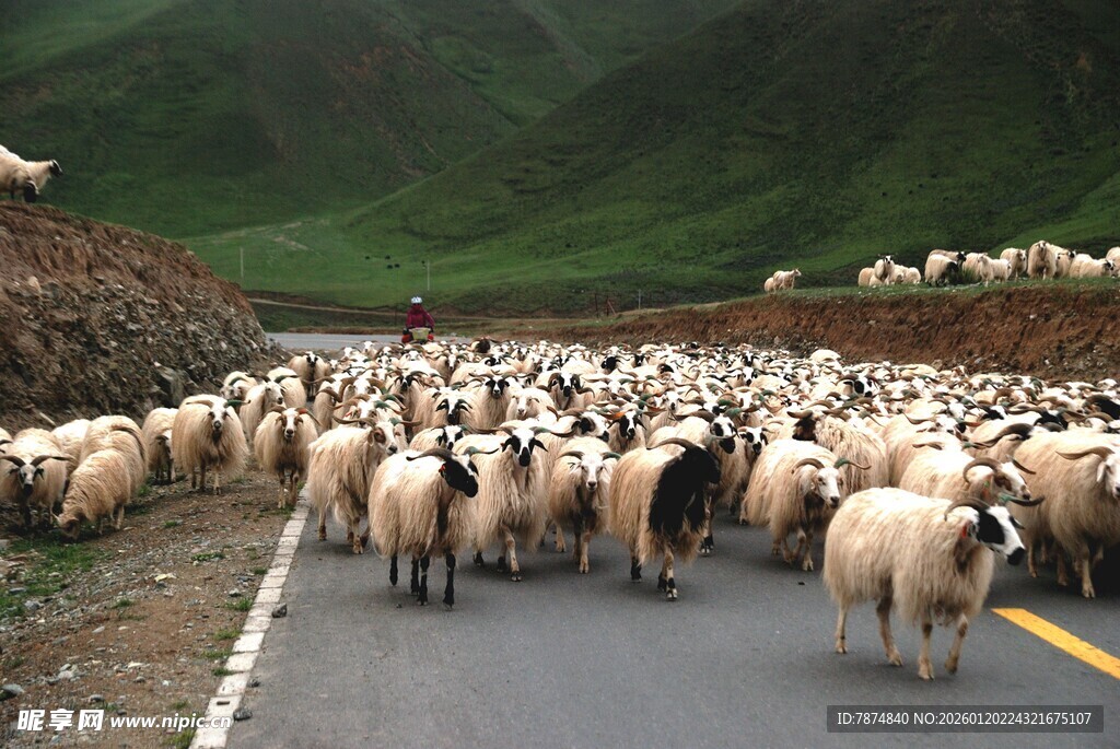 羊群漫步在山间公路