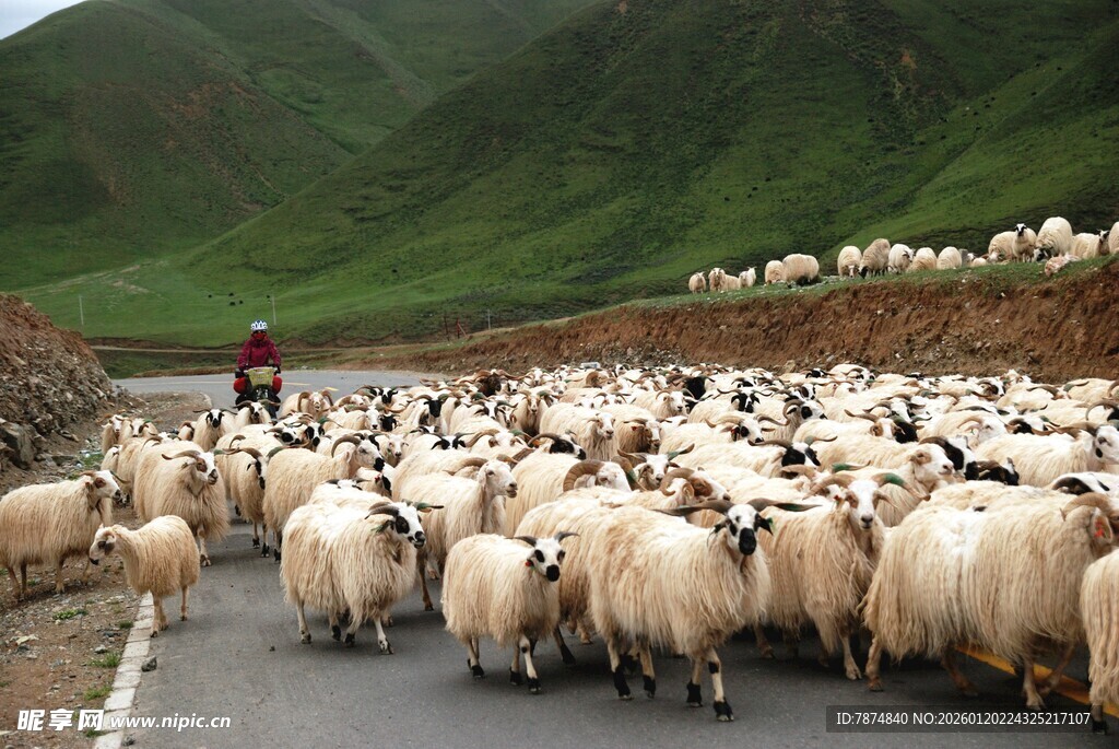 公路上的羊群与牧羊人
