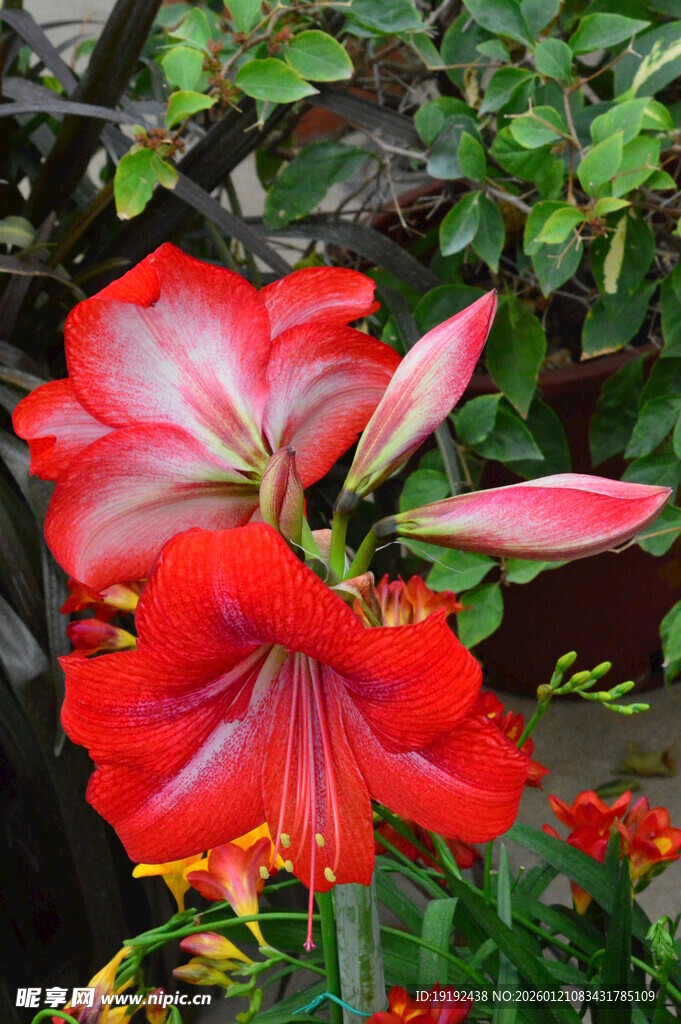 朱顶红 