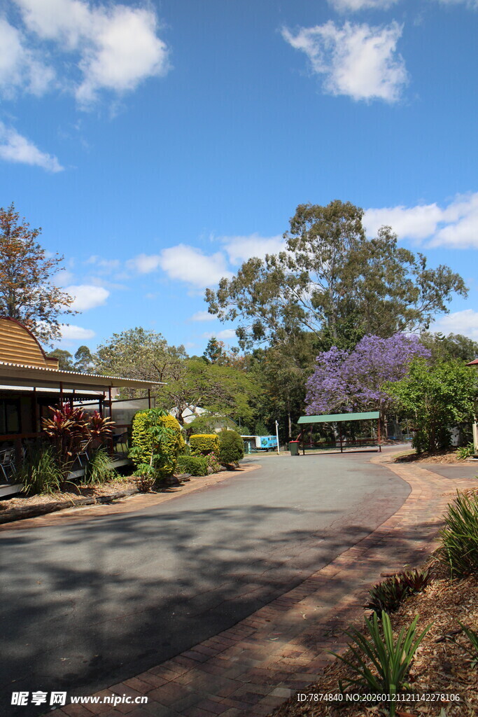 宁静街道旁的绿植与房屋