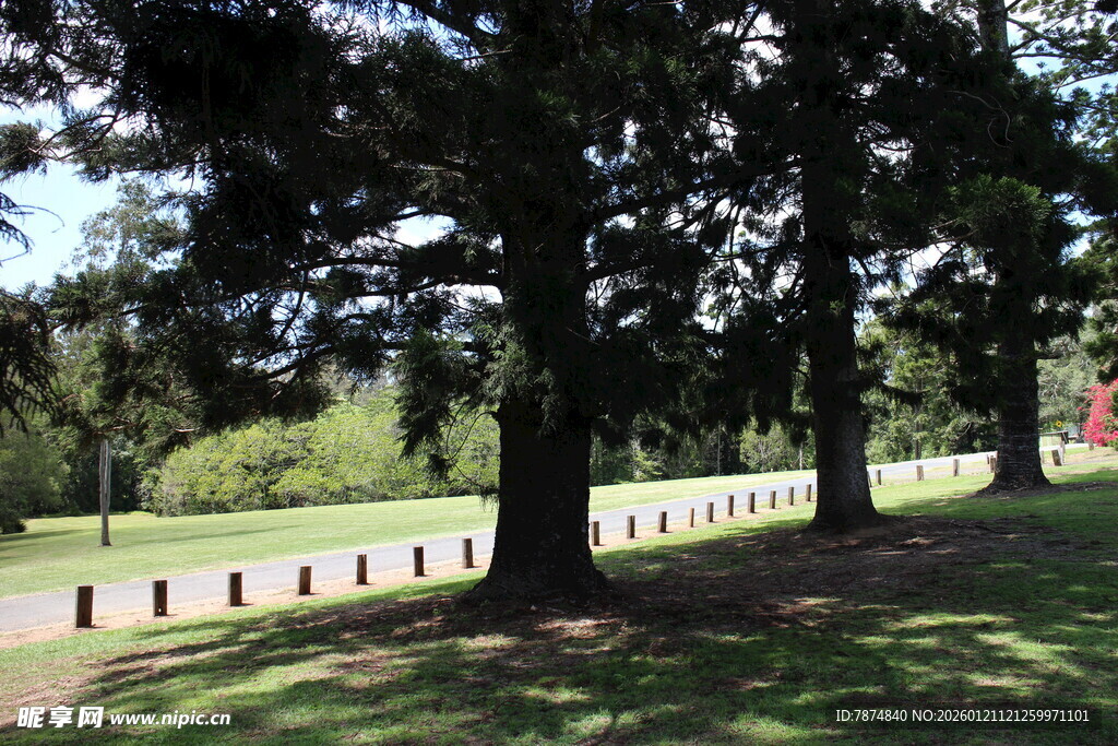 林荫下的静谧公园景致