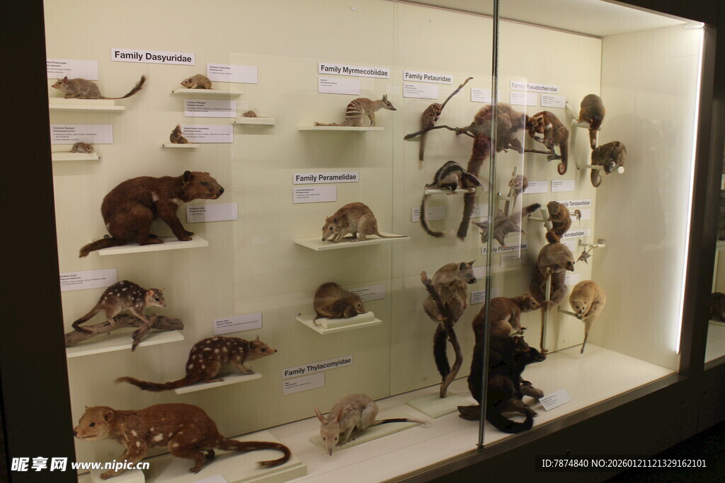 动物标本展示