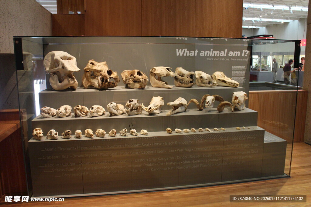 博物馆中的化石展品展示