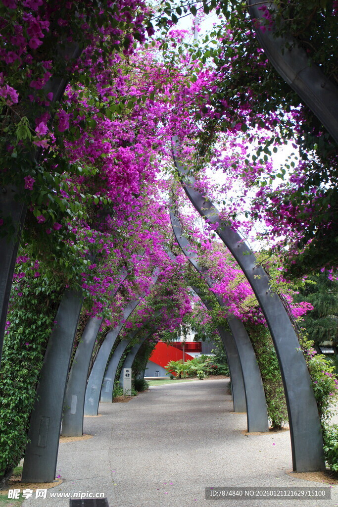 花廊美景 梦幻紫色通道