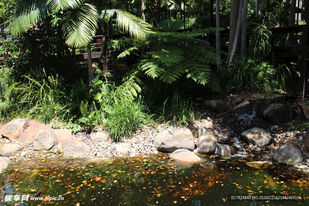 林间溪边绽放的多彩小花