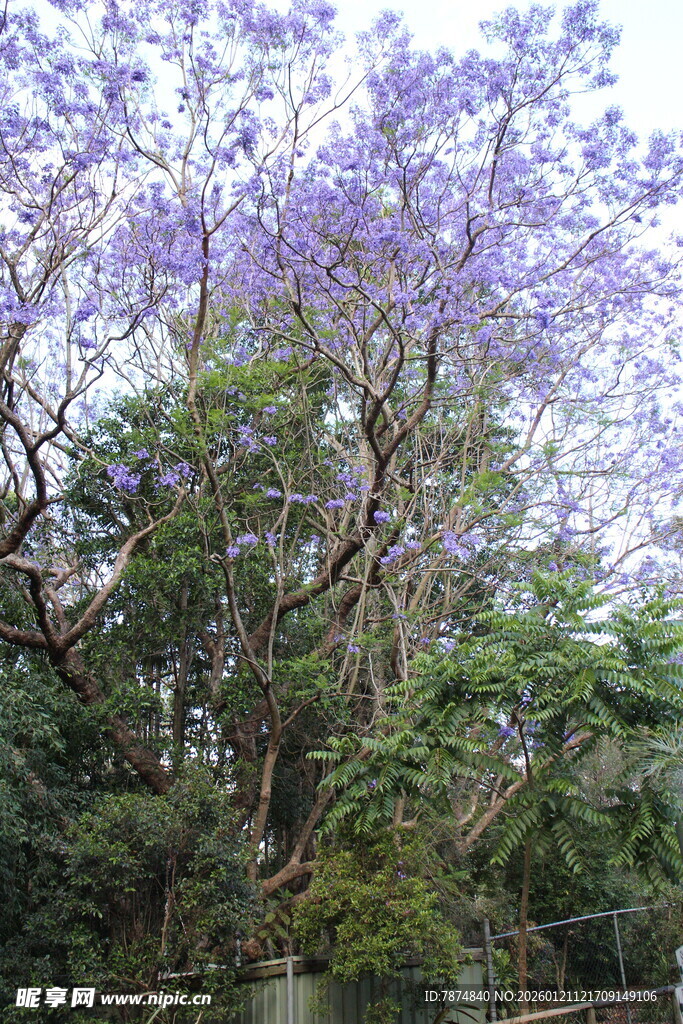盛开的蓝花楹树