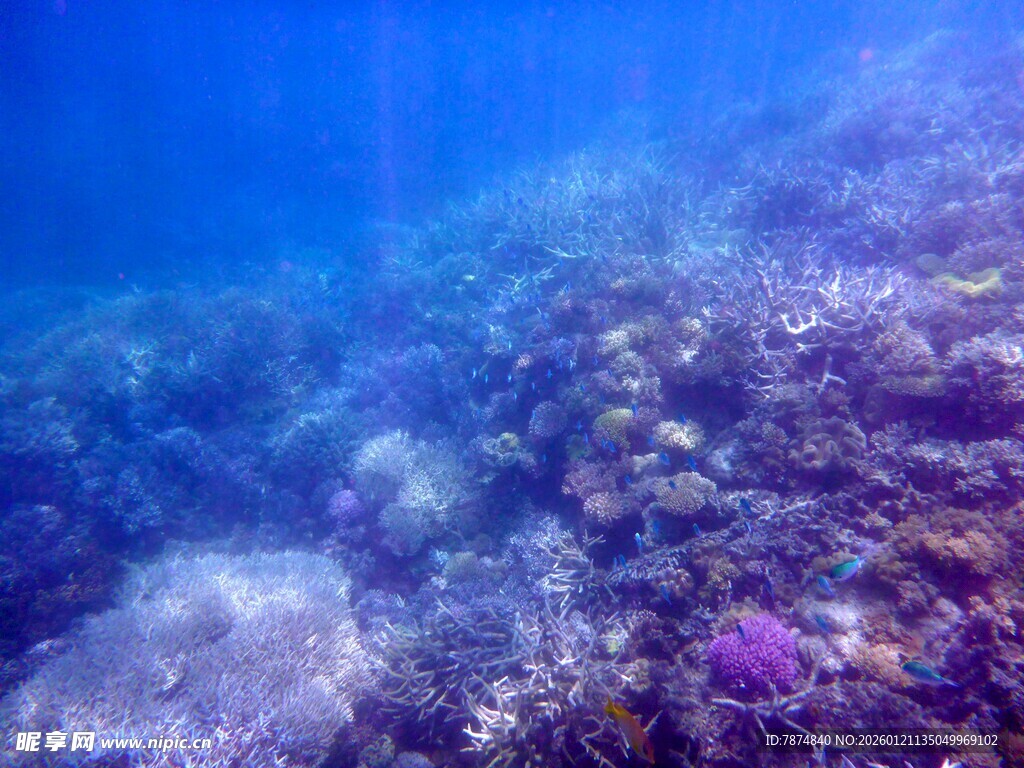 海底斑斓珊瑚景观