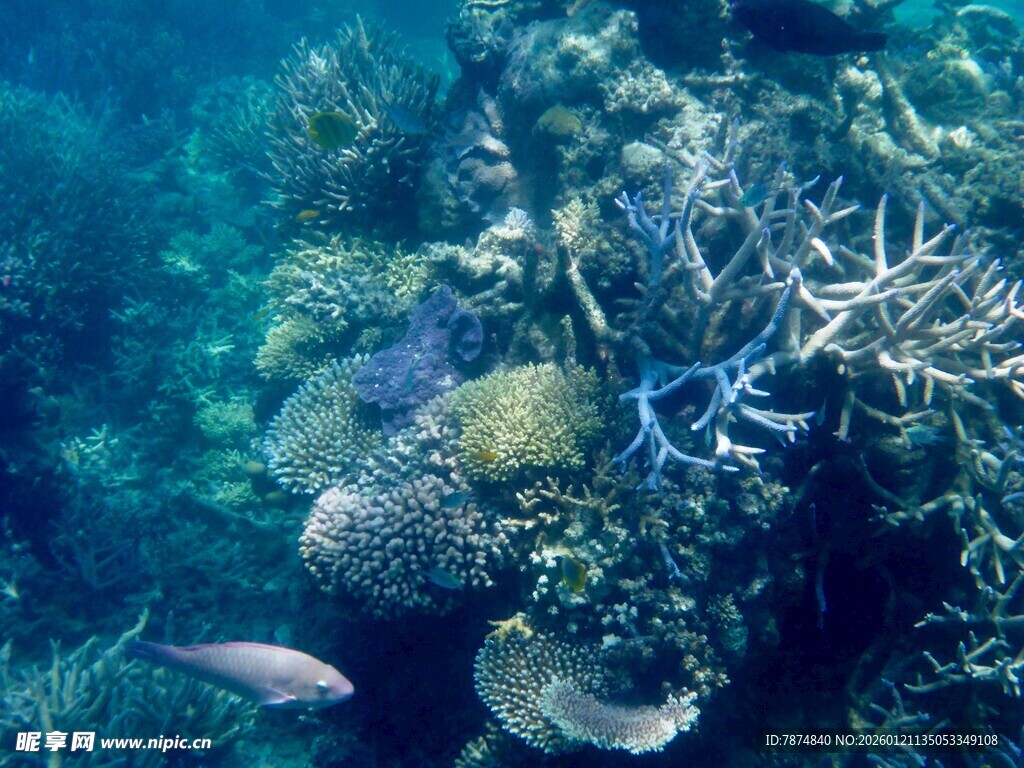 海底多彩珊瑚与游动小鱼