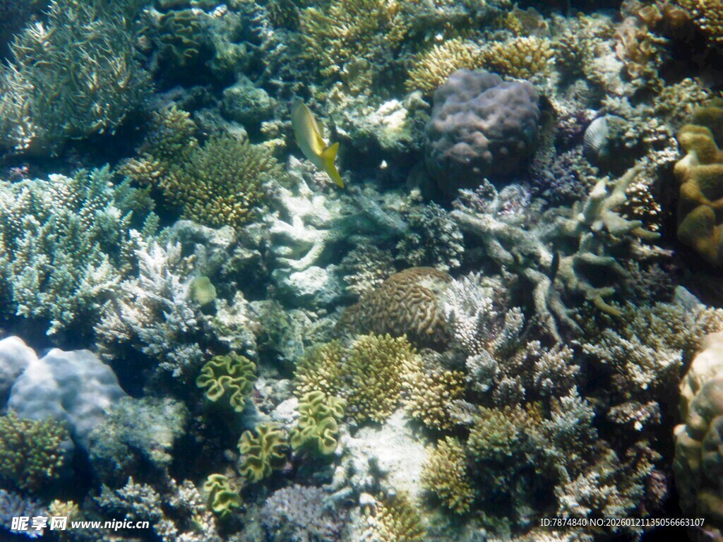 海底多彩珊瑚景观