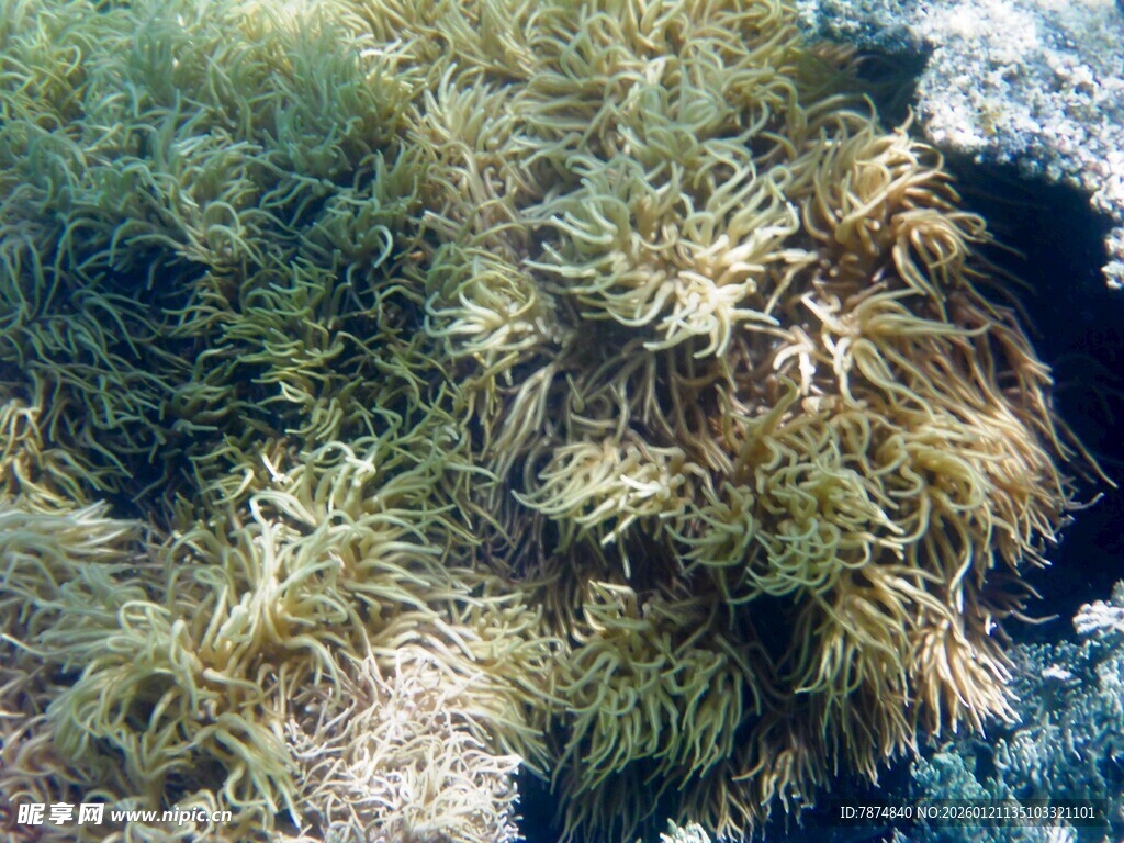 空中俯瞰茂密绿植景观