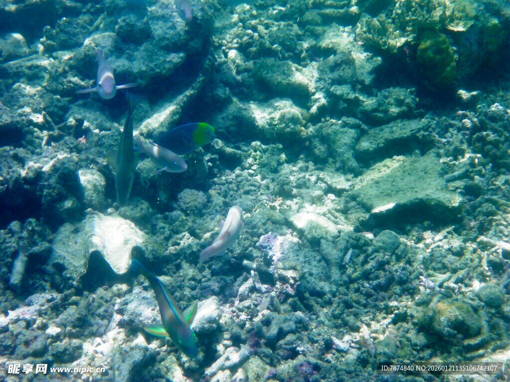 海底世界的多彩鱼类