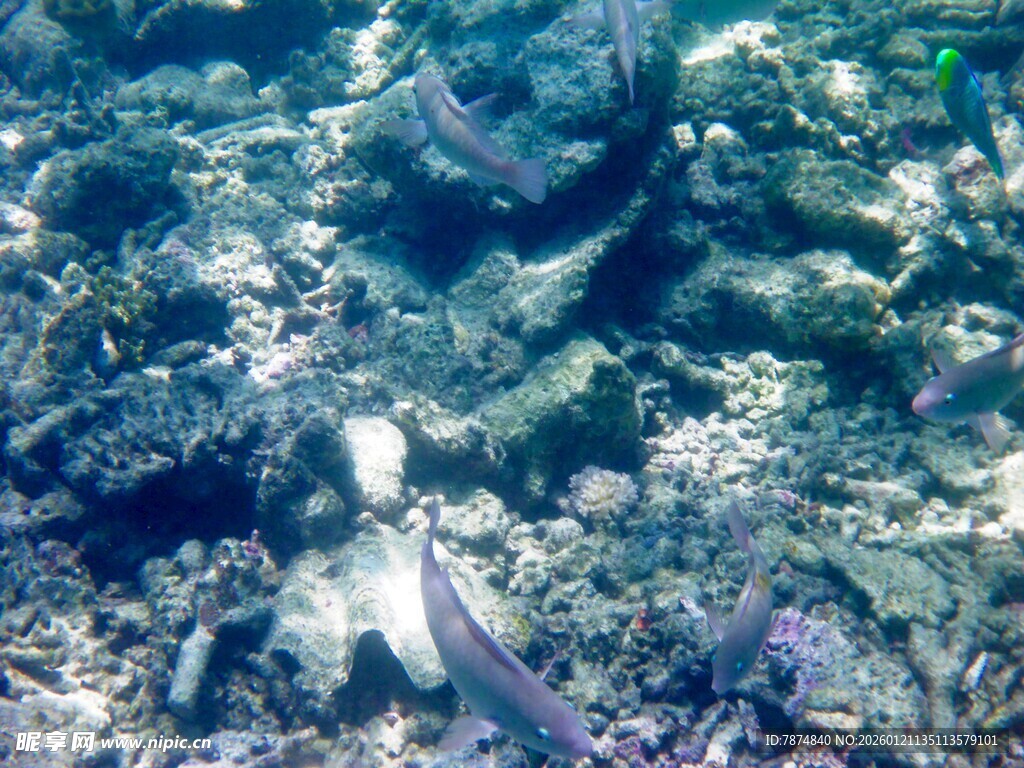 海底世界的灵动鱼类