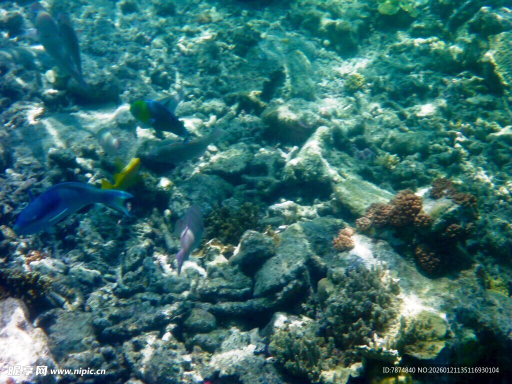 海底斑斓珊瑚景观