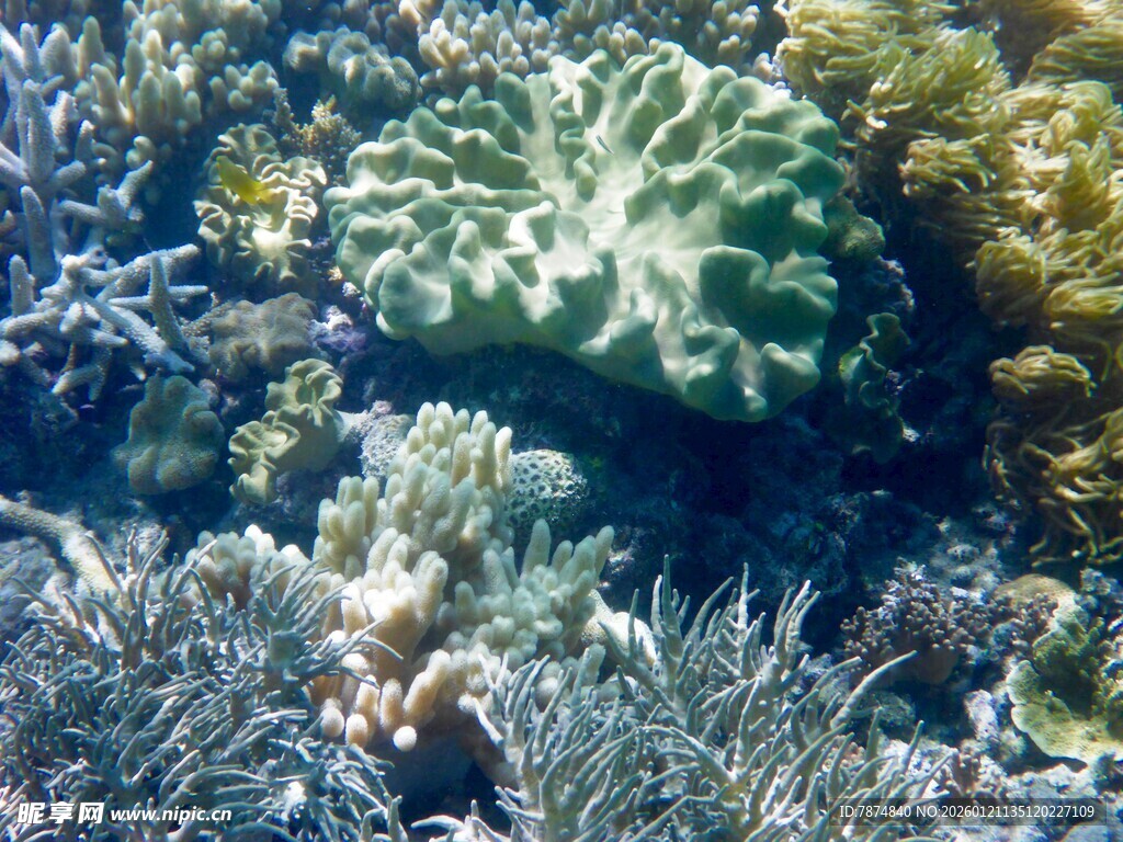 海底多彩珊瑚景观