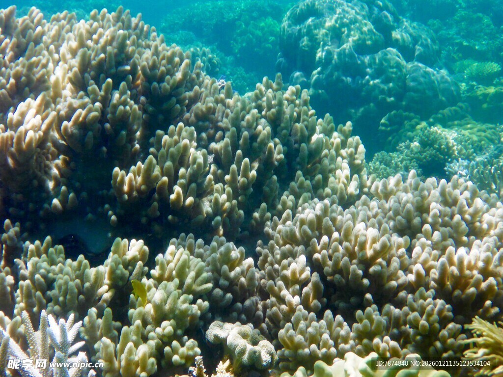 海底斑斓珊瑚景观