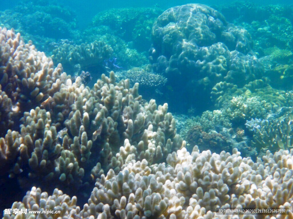 海底珊瑚景观