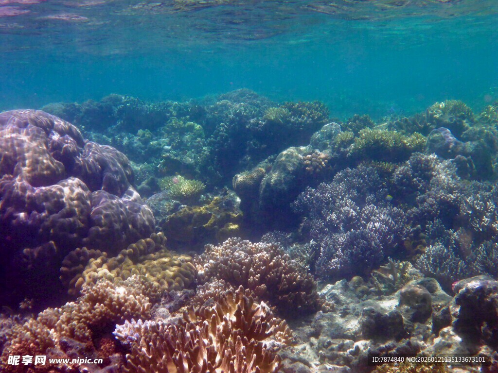 海底斑斓珊瑚景观