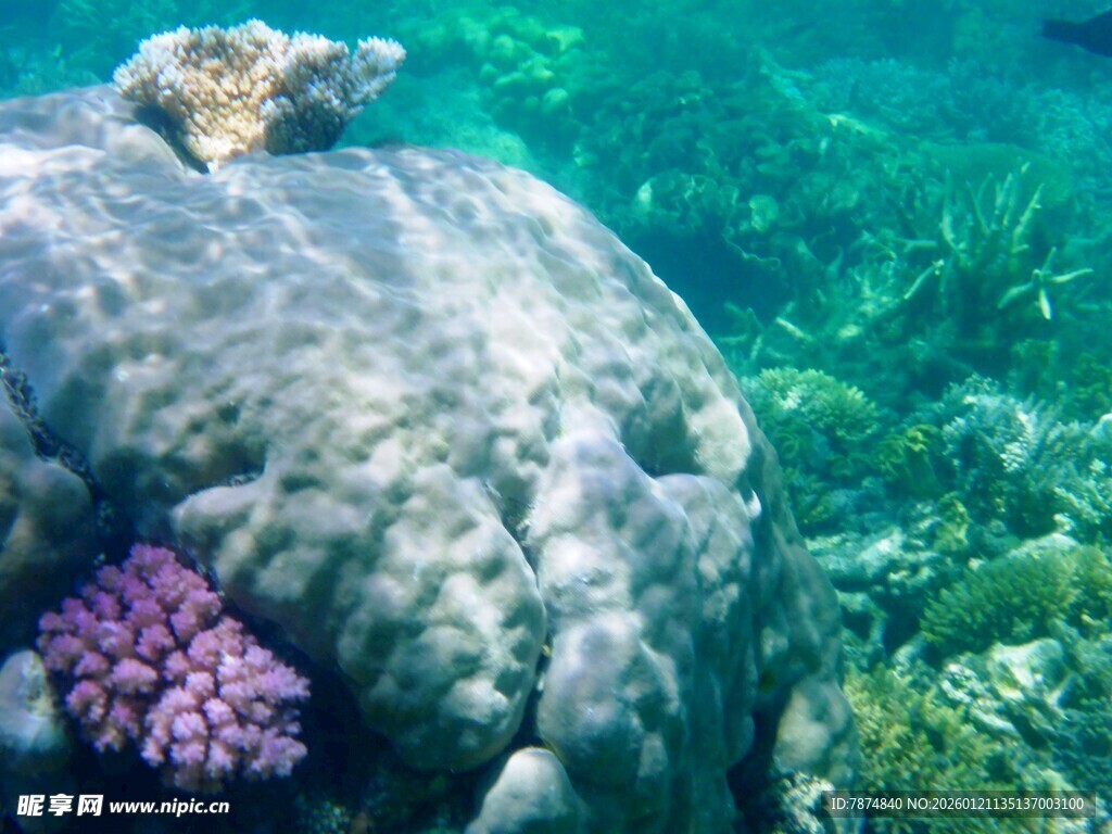 海底礁石与多彩珊瑚