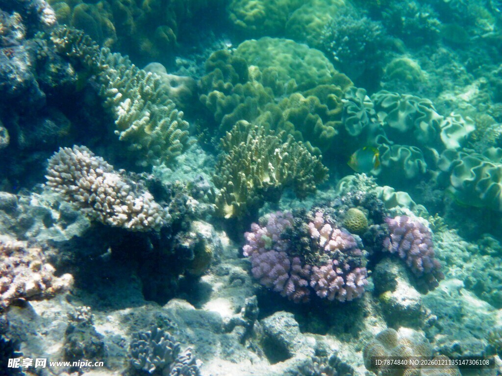海底多彩珊瑚景观