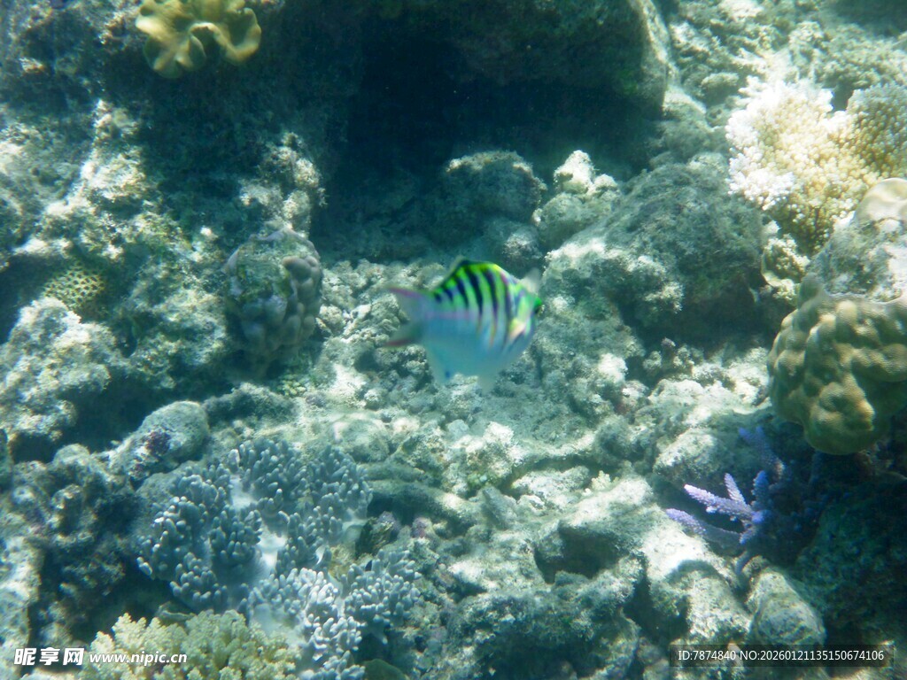 海底多彩鱼类与珊瑚景观