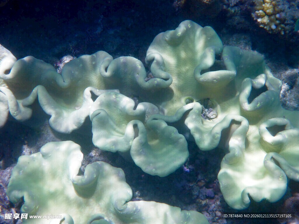 海底的美丽珊瑚群落