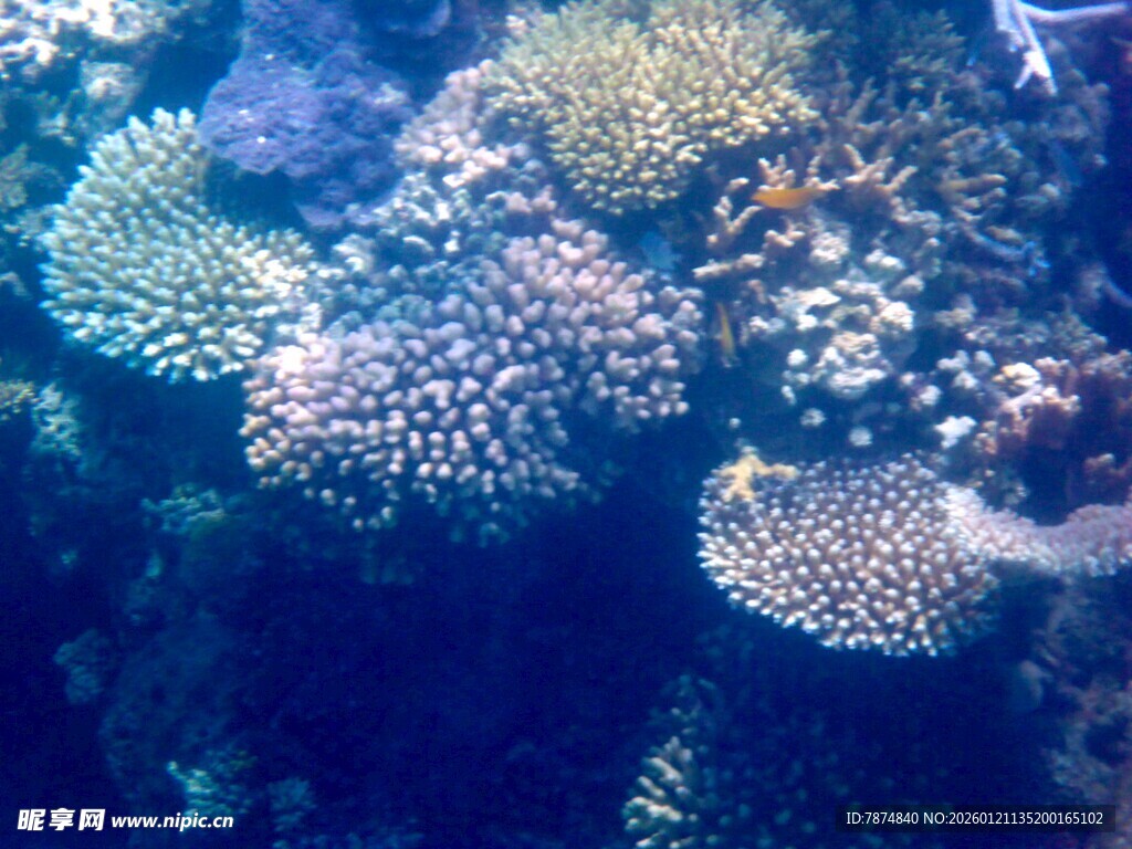海底多彩珊瑚景观