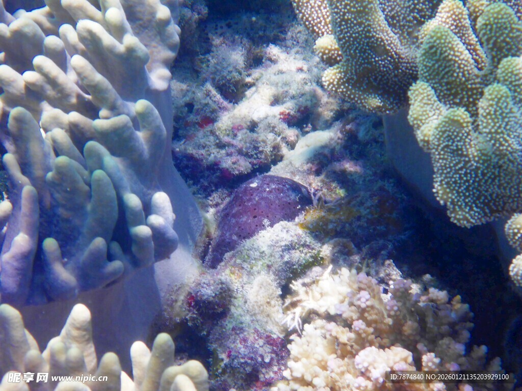 海底多彩珊瑚景观