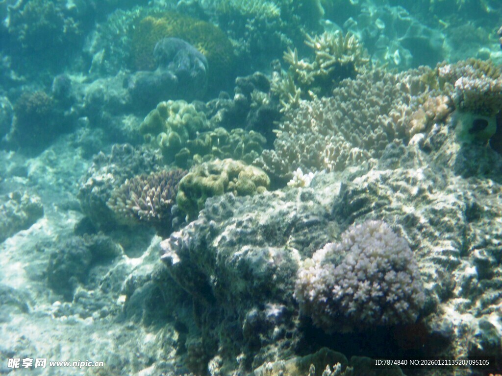 海底斑斓珊瑚景观