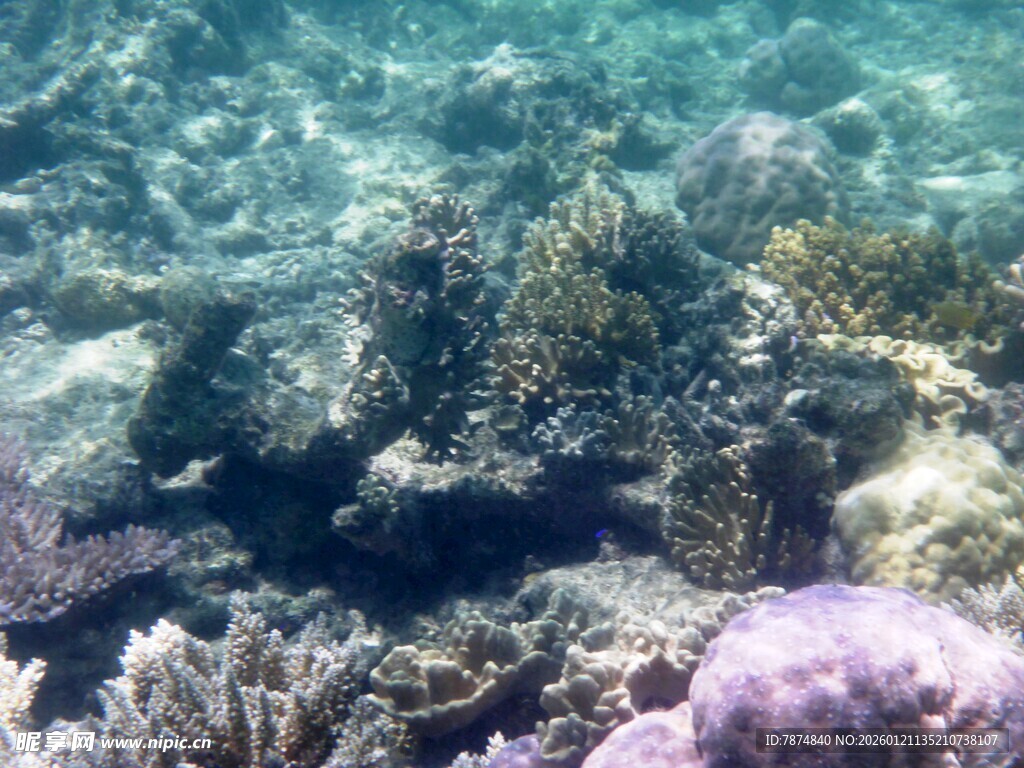 海底多彩珊瑚景观