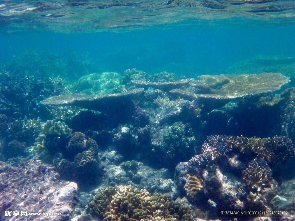 海底绚丽珊瑚景观