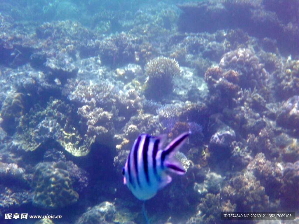 海底条纹鱼的美丽瞬间