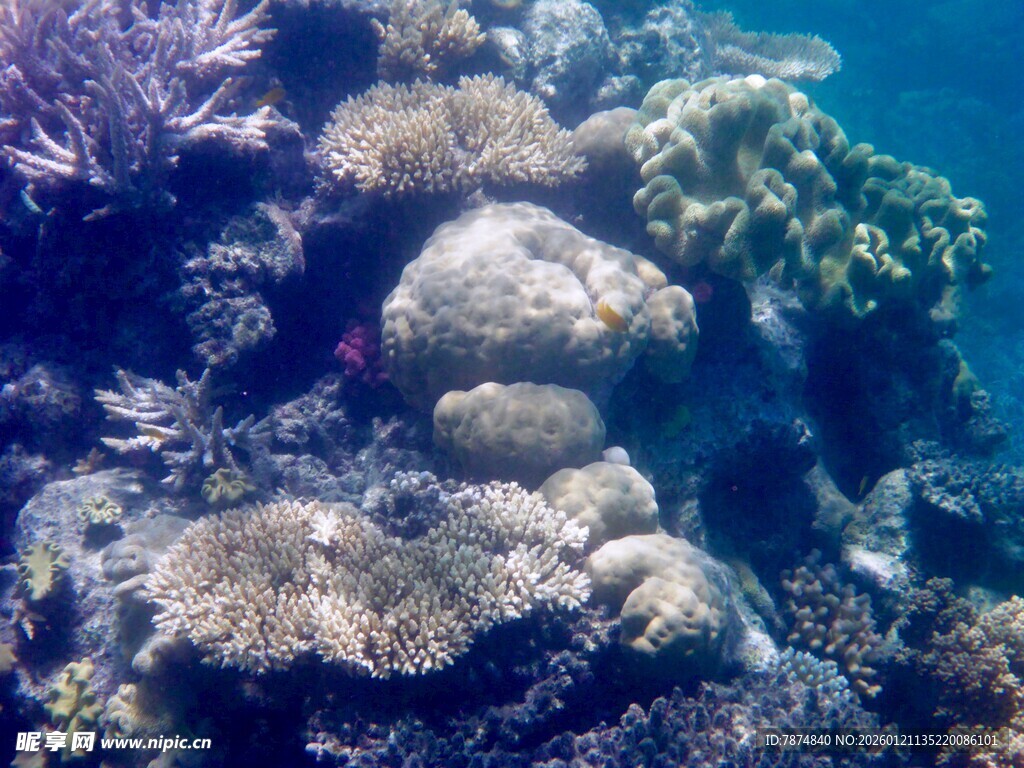 海底多彩珊瑚景观