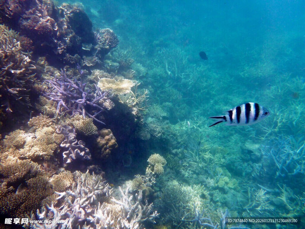 海底斑斓世界中的条纹鱼