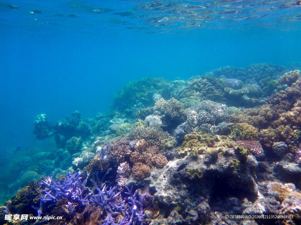 海底多彩珊瑚景观