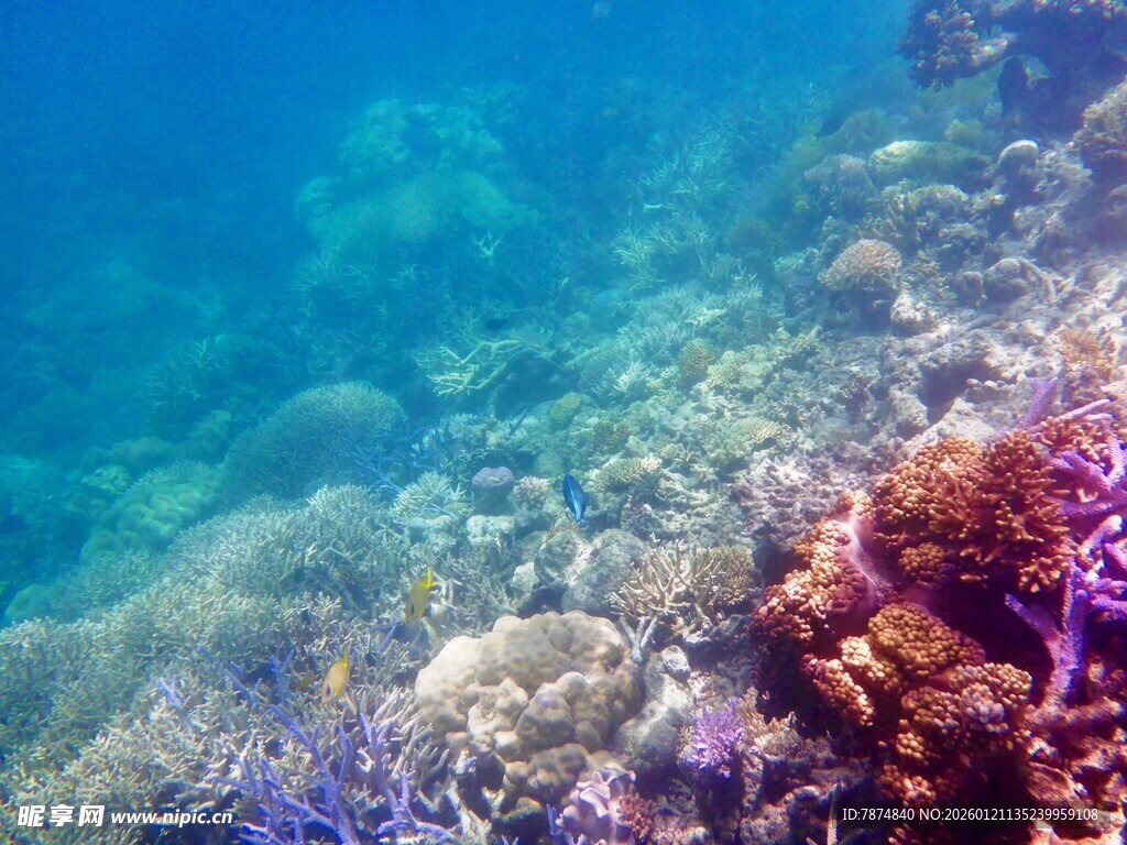 海底多彩珊瑚景观