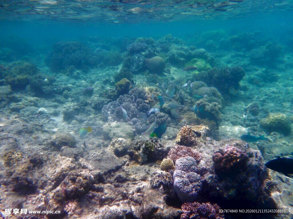 海底斑斓珊瑚景观