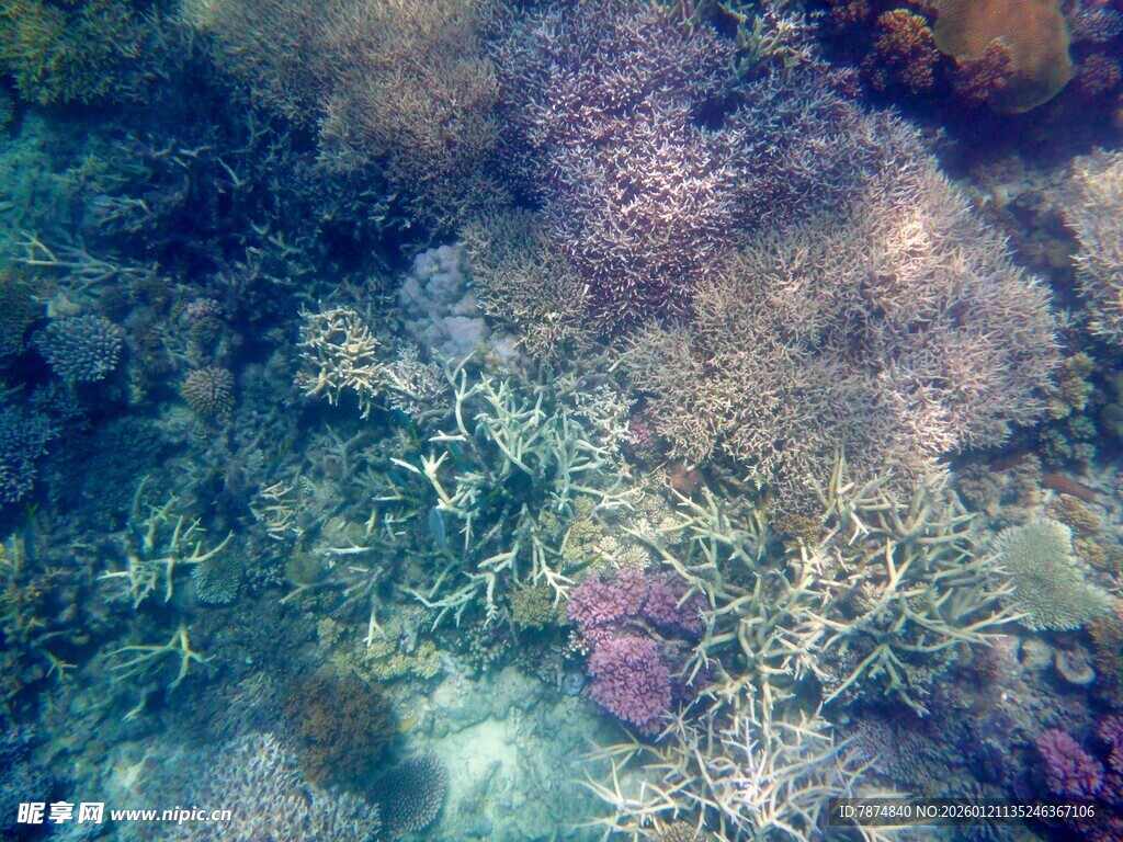 海底斑斓珊瑚景观
