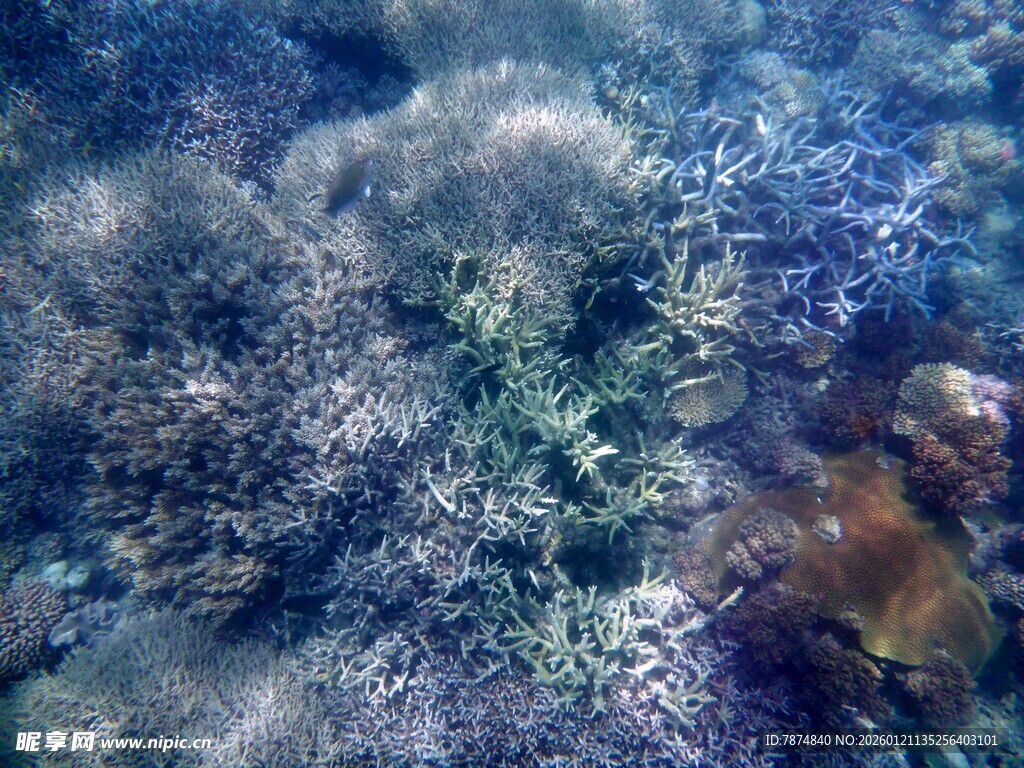 海底珊瑚景观
