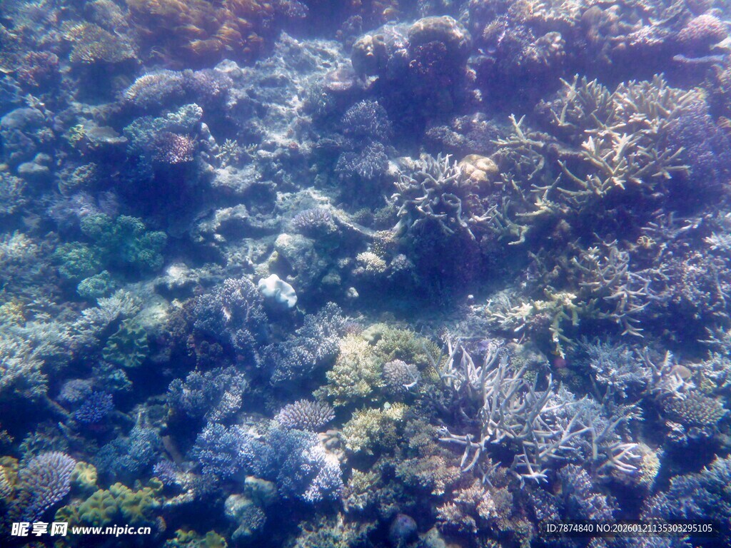 海底斑斓珊瑚景观
