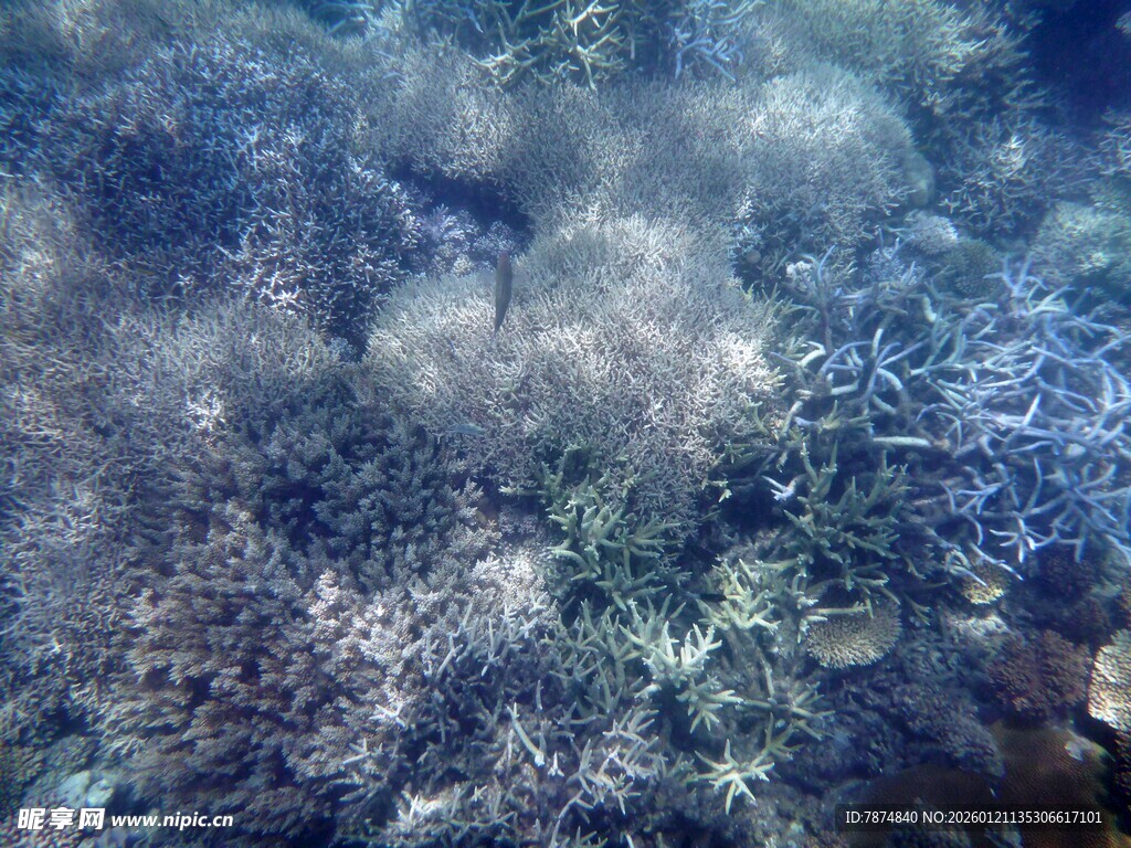 海底斑斓珊瑚景观