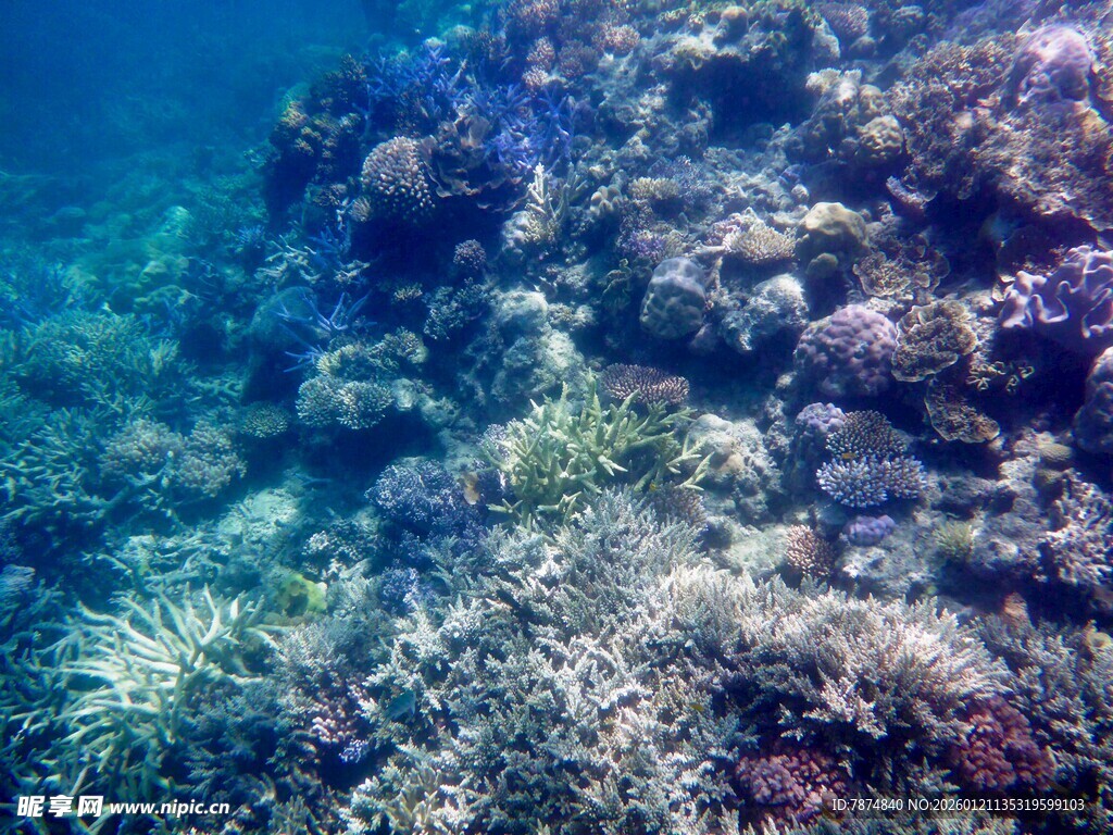 海底多彩珊瑚景观