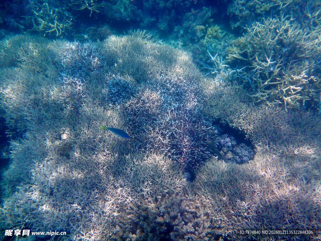 海底珊瑚景观