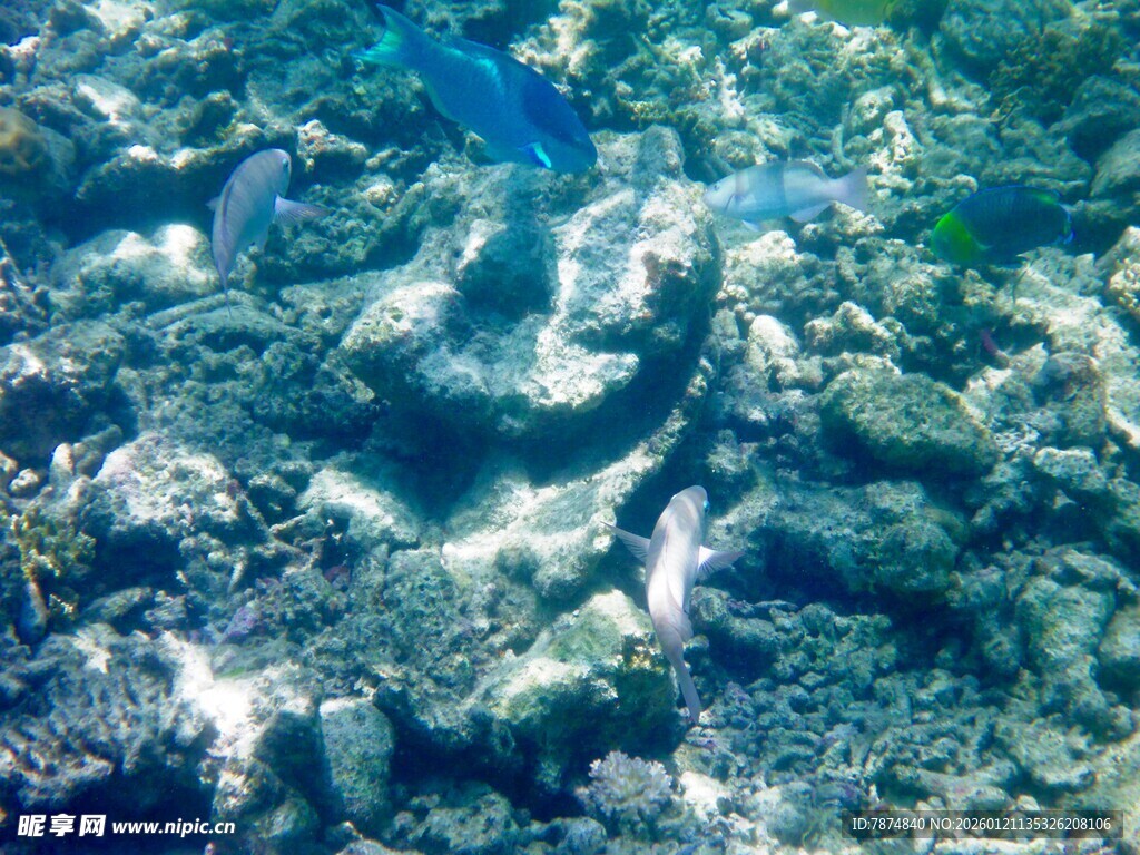 海底斑斓珊瑚景观