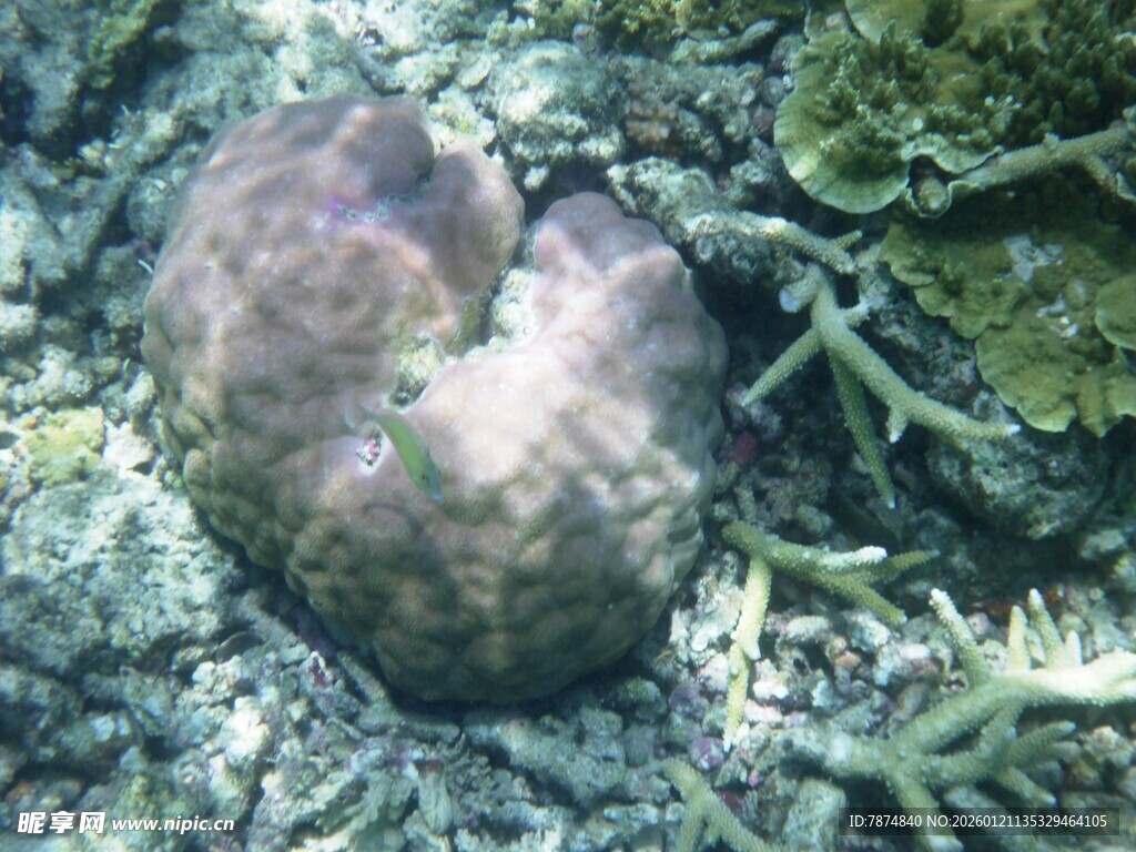 岩石上的奇特菌类