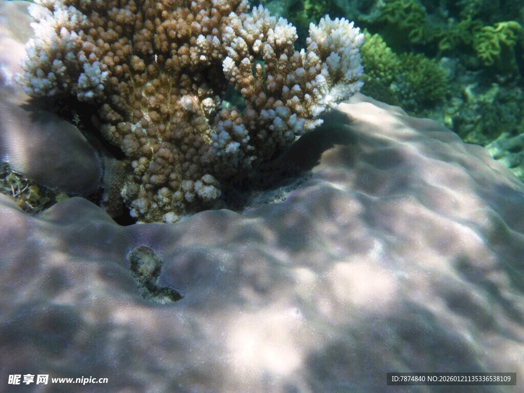 海底珊瑚与游动小鱼