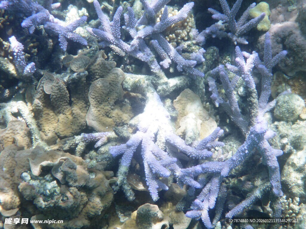 海底多彩海星与珊瑚景观